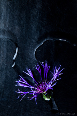 nature-morte bleuet photographie artistique nantes art emma-pellet