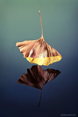 art photographie artistique feuille ginkgo biloba photo emma pellet