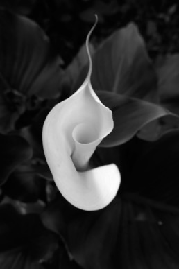 photographie artistique fleur d'arum en noir et blanc