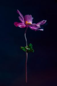 Série photo, femme photographe, photographie artistique, nature morte, photographe