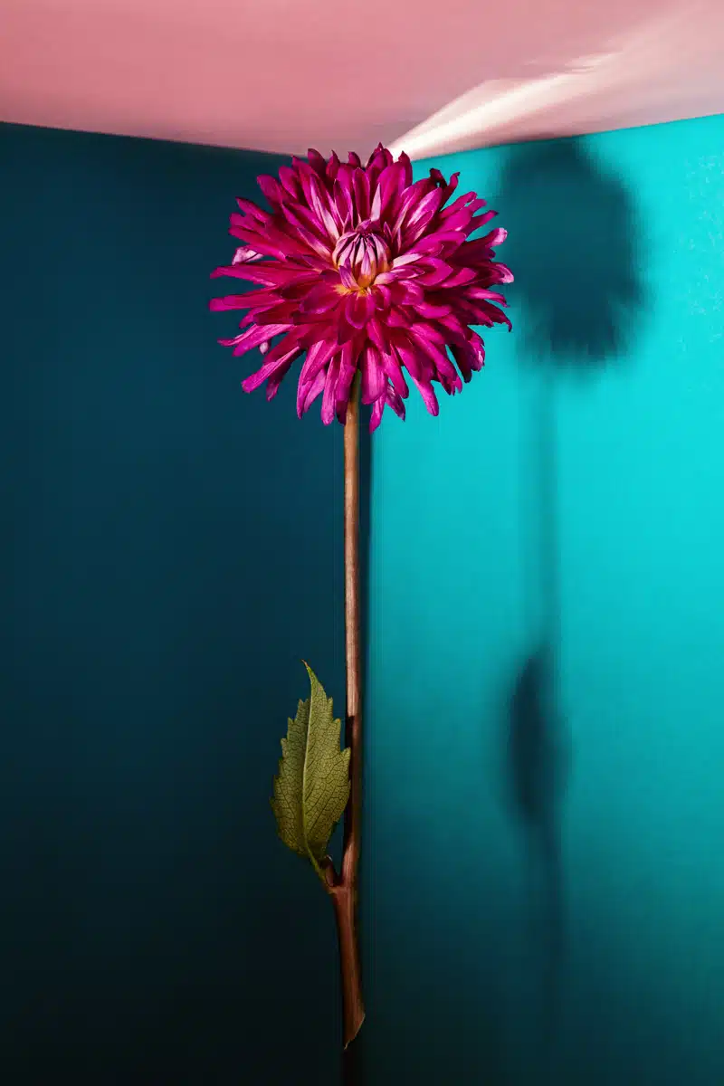 Still Life de fleurs, flower power, instant figé, nature morte nates, art photo, gallerie photo, photographe artiste nantes