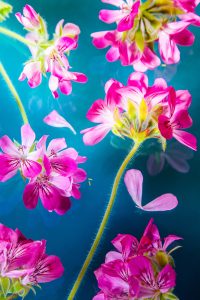Still Life de fleurs, flower power, instant figé, nature morte nates, art photo, gallerie photo, photographe nantes