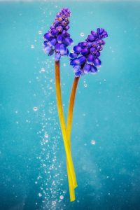 nature morte, photographe, photographe produit, galerie art; femme artiste