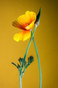 still life, nature morte photo, gallerie art; mentorat artistique; série photographique; set design
