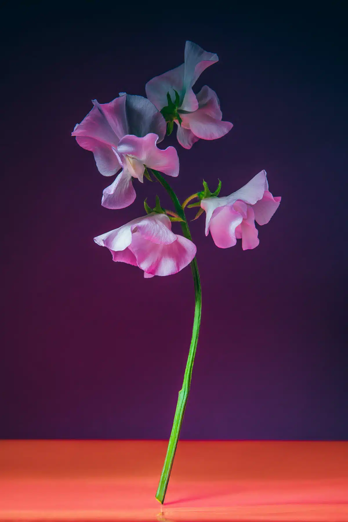 Still Life de fleurs, flower power, instant figé, nature morte nates, art photo, gallerie photo, photographe artiste nantes