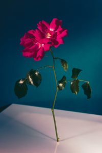 still life, nature morte photo, gallerie art; mentorat artistique; série photographique; set design