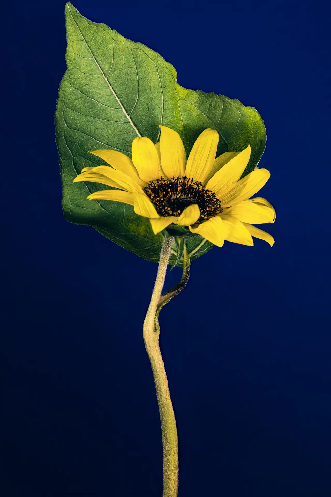 still life, nature morte photo, gallerie art; mentorat artistique; série photographique; set design
